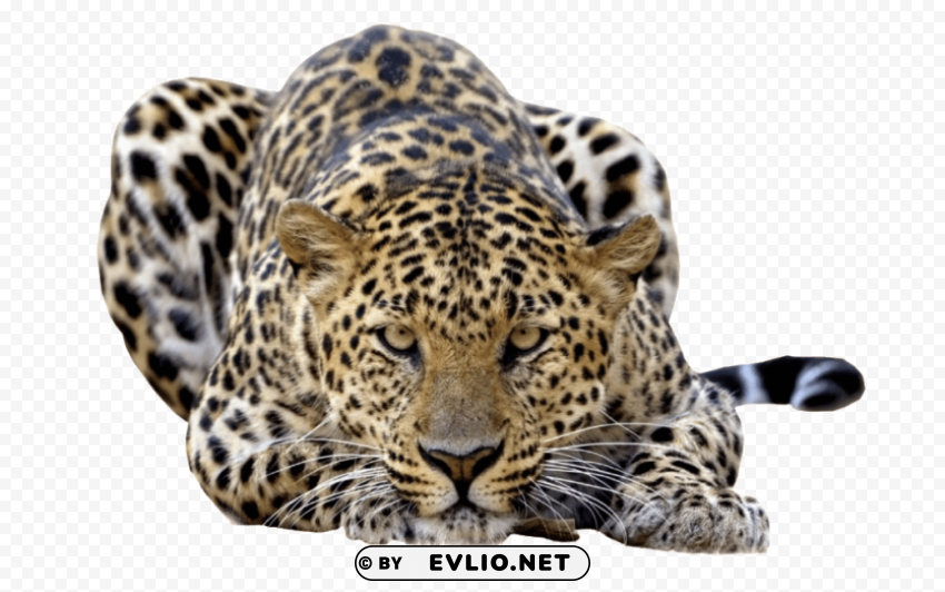 jaguar photo Transparent PNG images free download
