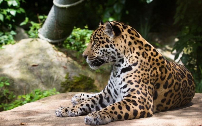 jaguar predator wild cat wallpaper Clear background PNG clip arts