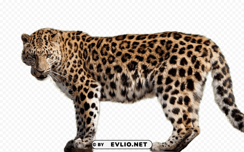 jaguar s Transparent PNG Isolated Element