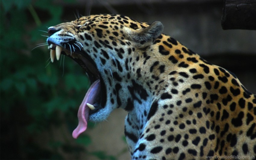 jaguar spotted teeth tongue wallpaper Transparent Background Isolated PNG Design Element