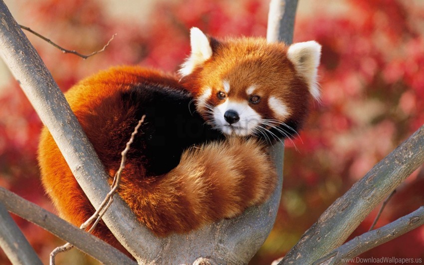 japan lesser panda wallpaper Isolated Subject in HighResolution PNG