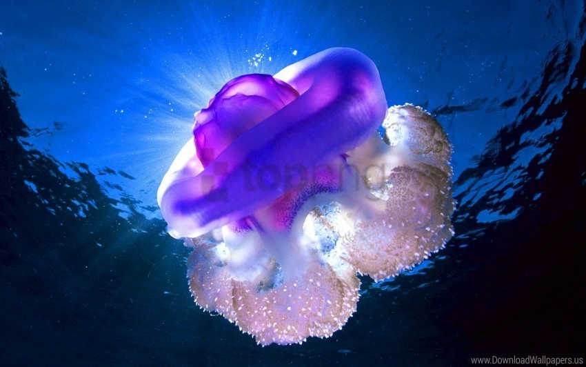 jellyfish light sea underwater wallpaper PNG images for printing