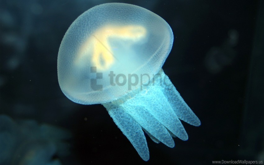 jellyfish ocean sea swimming underwater wallpaper High-resolution PNG images with transparent background