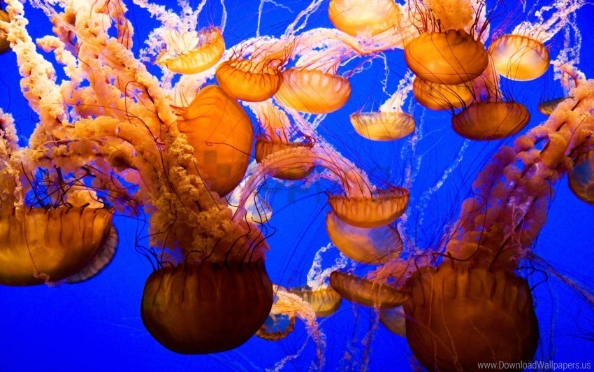 jellyfish ocean sea underwater wallpaper Transparent graphics PNG