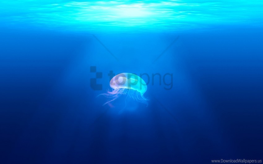 jellyfish underwater wallpaper PNG Image Isolated with Clear Background