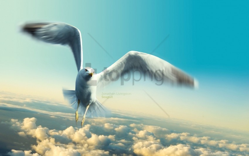 jonathan livingston seagull wallpaper PNG with Transparency and Isolation