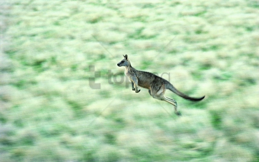 jump kangaroos speed wallpaper Transparent PNG Isolated Illustrative Element