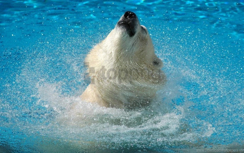 jump muzzle polar bear water wallpaper HighResolution Transparent PNG Isolated Item
