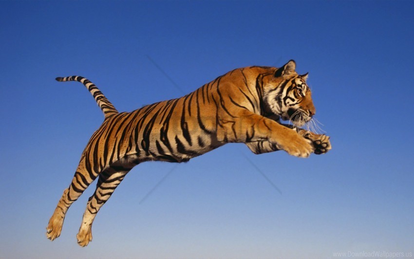 jump predator tiger wallpaper Isolated Graphic in Transparent PNG Format