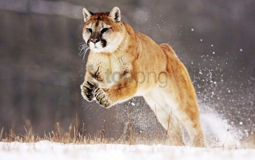 jump puma snow winter wallpaper Transparent PNG Isolated Item with Detail