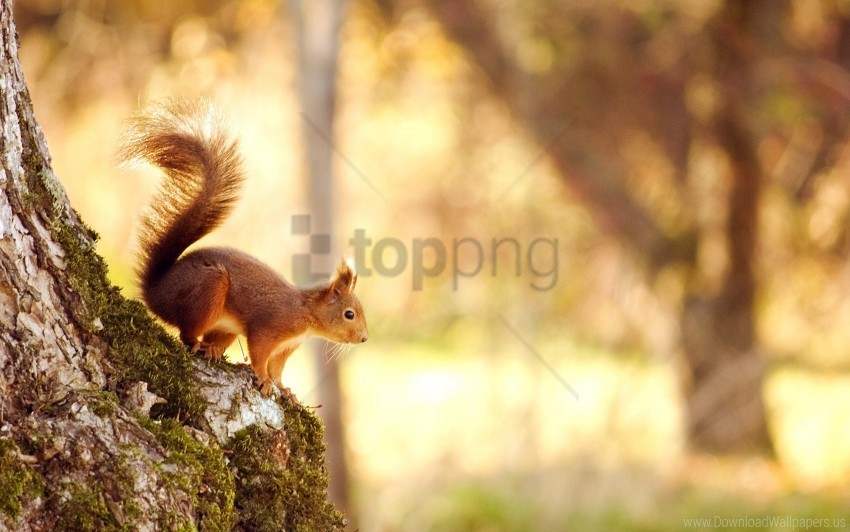 jump red squirrel tree wallpaper Free PNG
