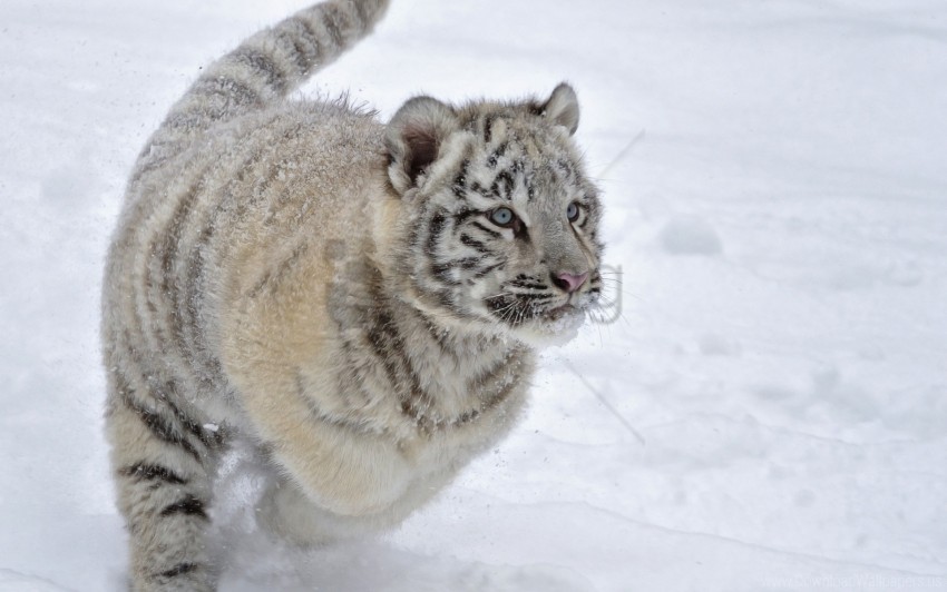 jump snow tiger winter wallpaper Isolated Graphic on Transparent PNG
