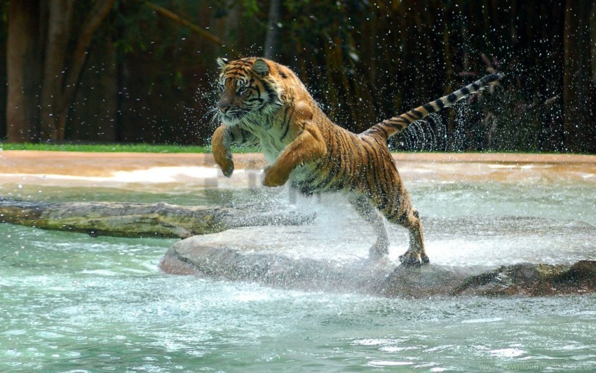 jump splash tiger water wallpaper PNG with no registration needed