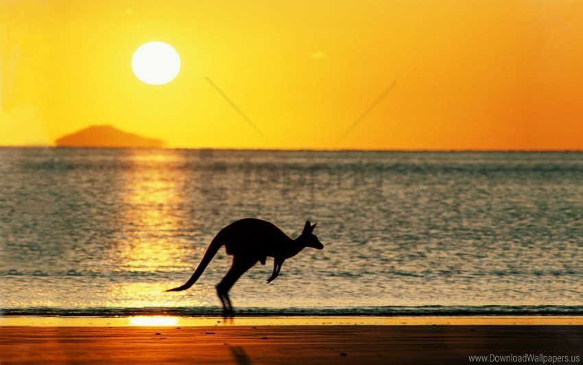 kangaroos sea silhouette sunset wallpaper Isolated Character in Clear Background PNG