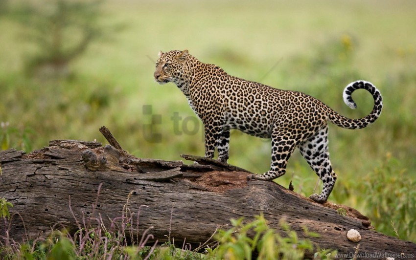 kenya leopard wallpaper Clear PNG pictures package
