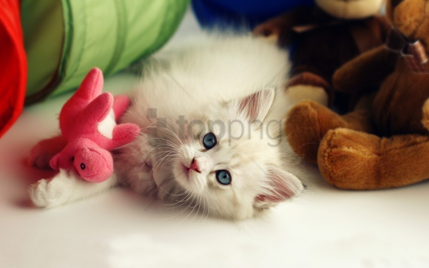 kid kitten playful toys wallpaper Isolated Design Element in Transparent PNG
