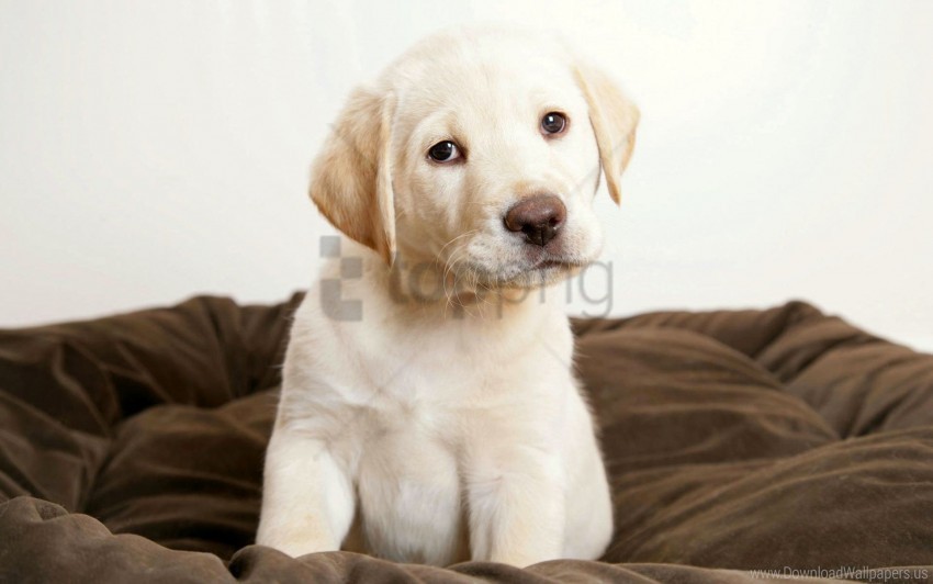 kid labrador puppy sit wallpaper PNG images with alpha transparency free