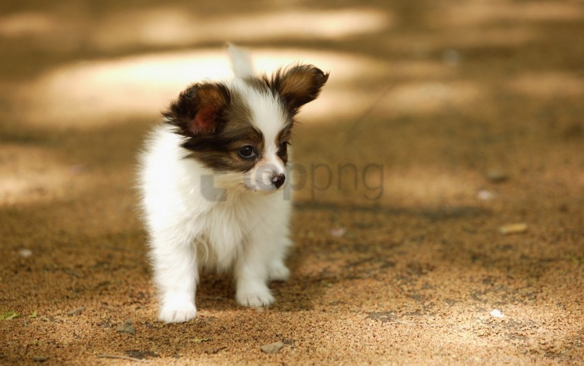 kid puppy walk wallpaper PNG graphics with clear alpha channel