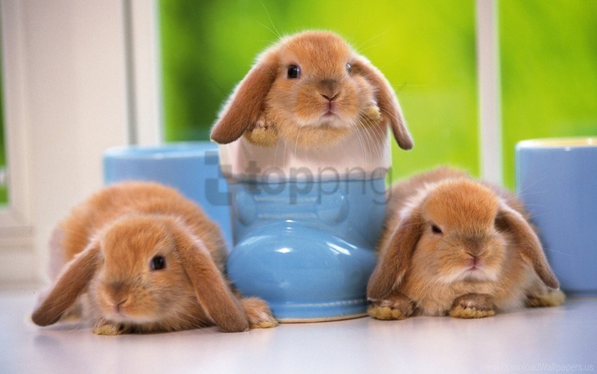 kids rabbits sitting three wallpaper PNG for educational projects