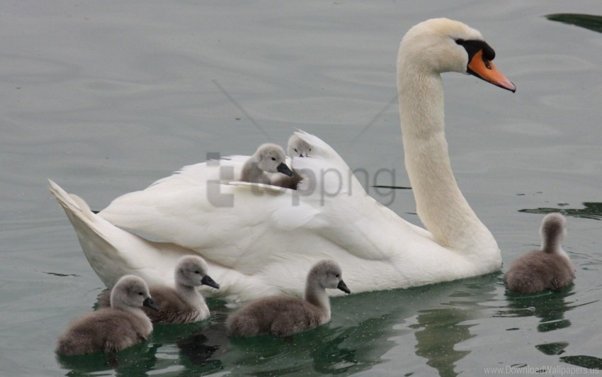 kids swan swim water wallpaper PNG images for banners