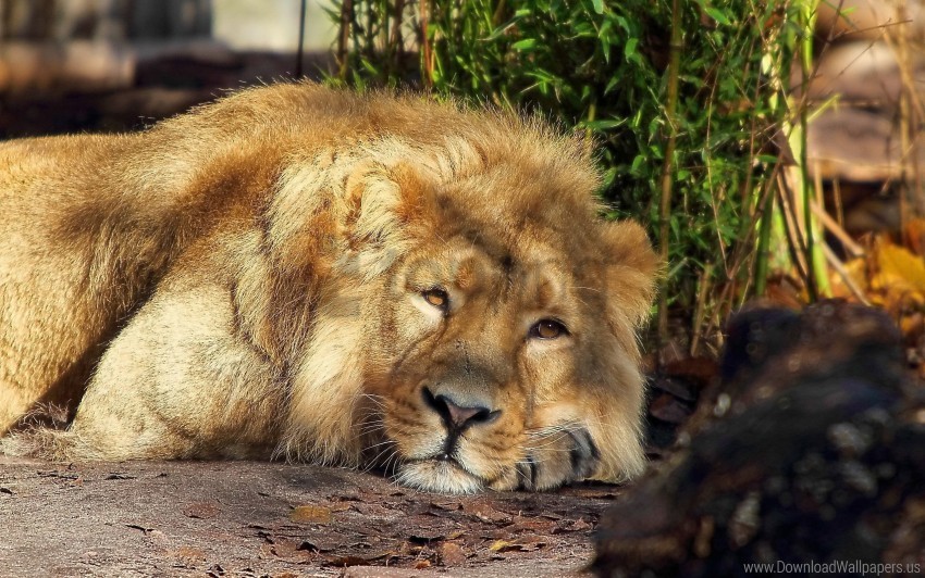 king beasts lion mane sleeping wallpaper PNG images with alpha transparency bulk