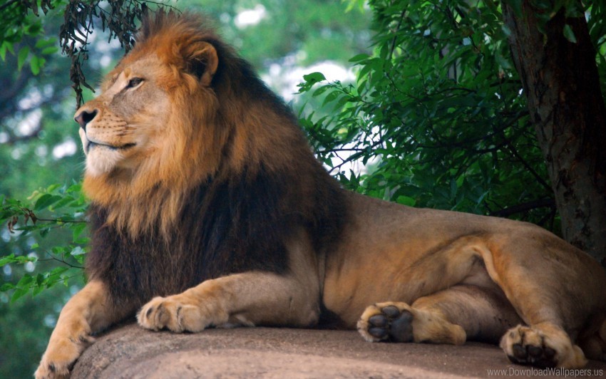 king lion wallpaper PNG transparent photos vast variety