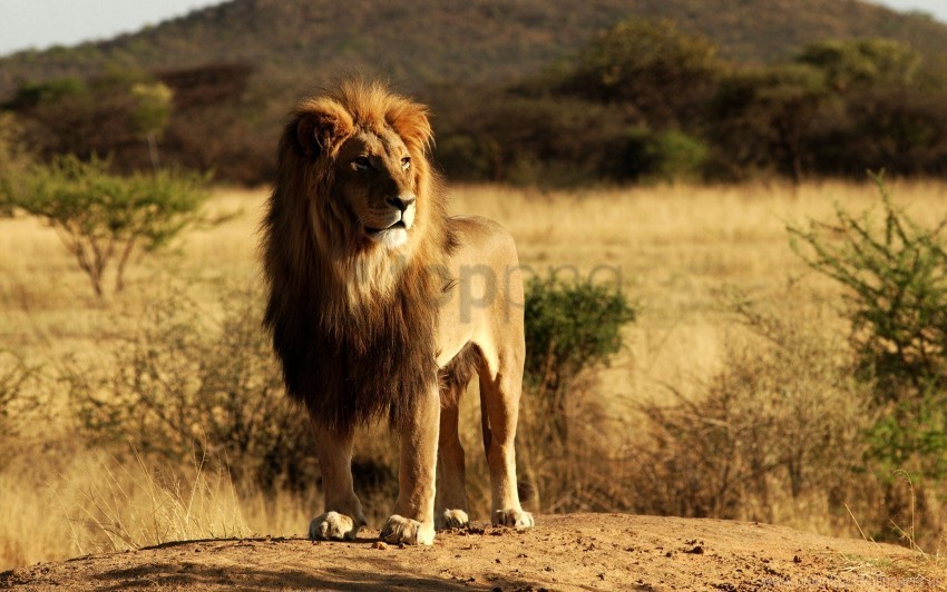 King Lion Wallpaper Transparent PNG Graphics Assortment