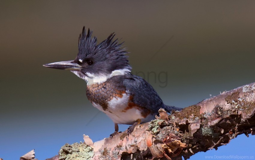 Kingfisher Megaceryle Alcyon Pied Kingfisher Wallpaper PNG Free Transparent