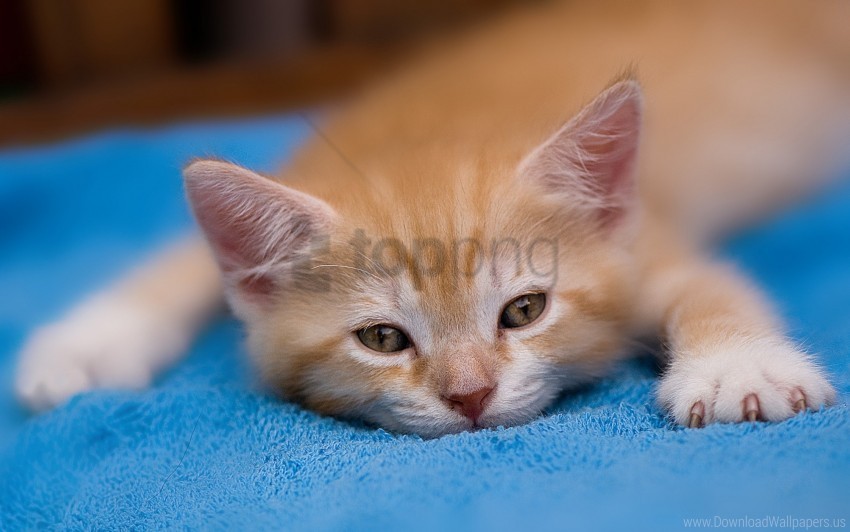 kitten lie down paw tired wallpaper Transparent Background Isolated PNG Item