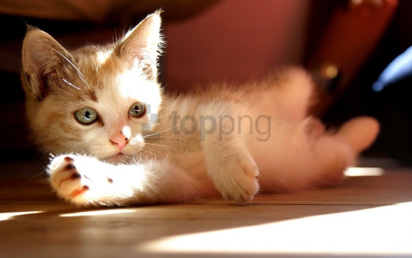 kitten lie light wallpaper PNG Image Isolated on Transparent Backdrop