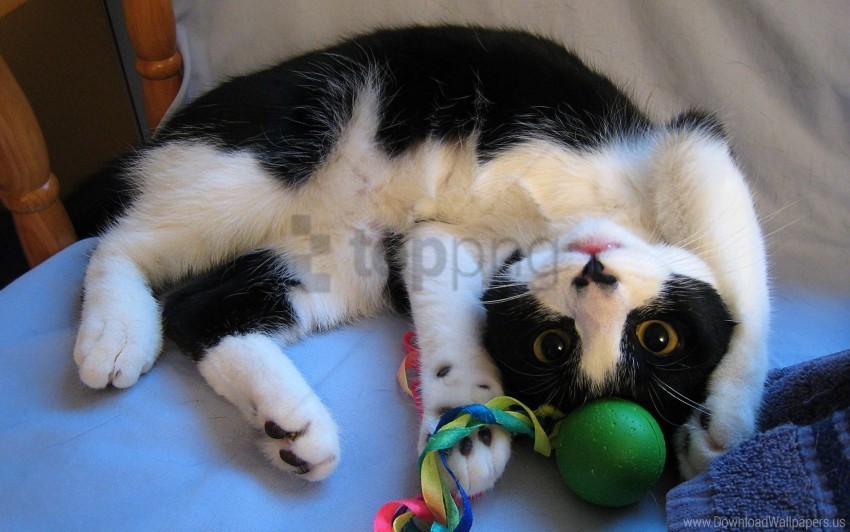 kitten lie playful toy wallpaper PNG with no bg