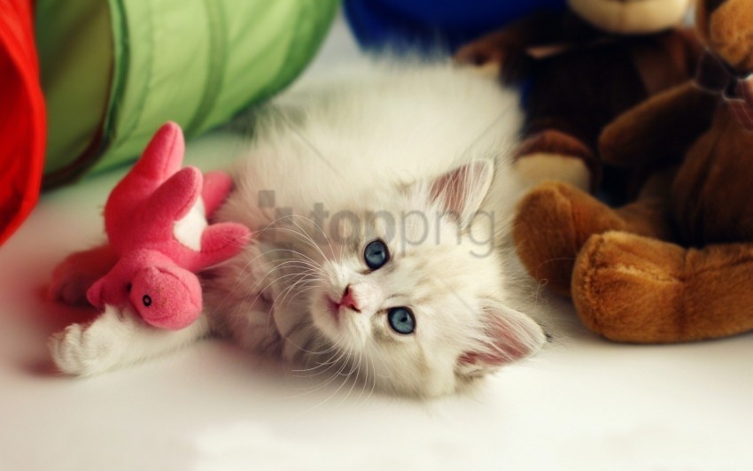 kitten lie playful toy wallpaper Isolated Object in HighQuality Transparent PNG