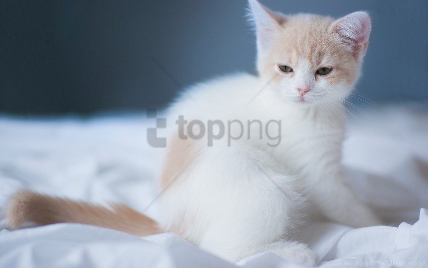 kitten light sheet squint wallpaper Transparent PNG images collection