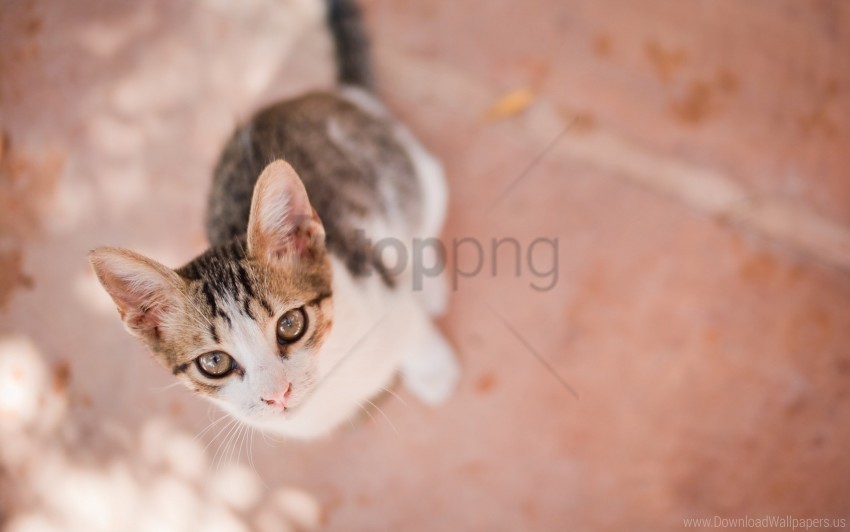 kitten look top view wallpaper Clear pics PNG