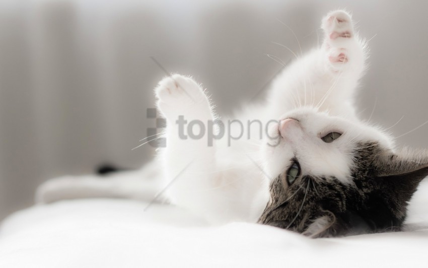 kitten lying playful spotted wallpaper PNG transparent photos for presentations