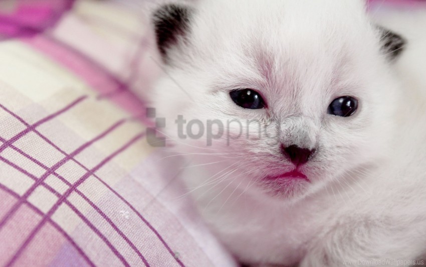 kitten muzzle spotted wallpaper PNG transparent photos library