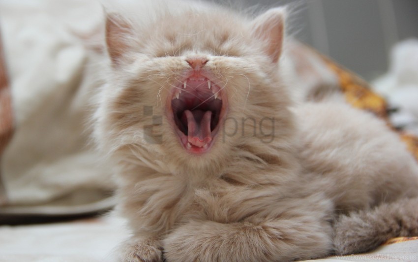 kitten muzzle yawn wallpaper PNG Image with Transparent Isolated Graphic