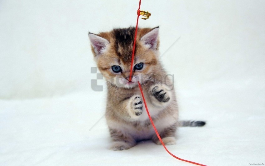 kitten playful thread wallpaper Transparent graphics
