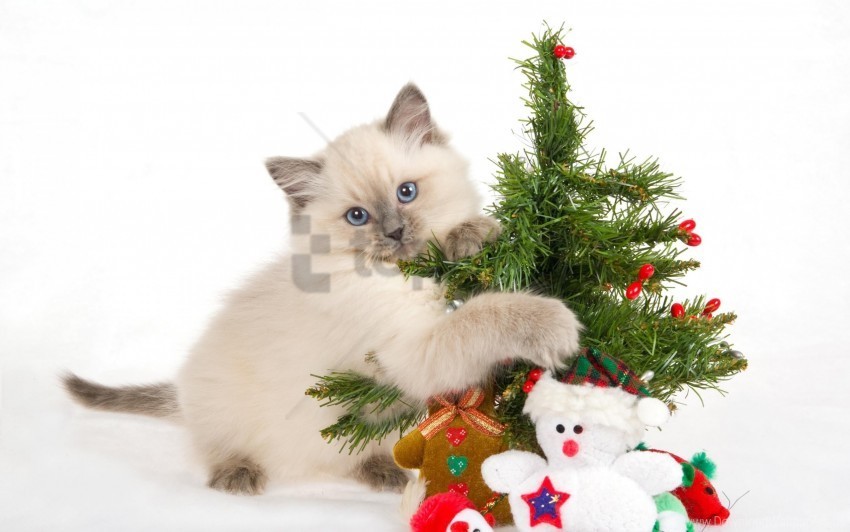 kitten playful toys tree wallpaper Isolated Item on Transparent PNG