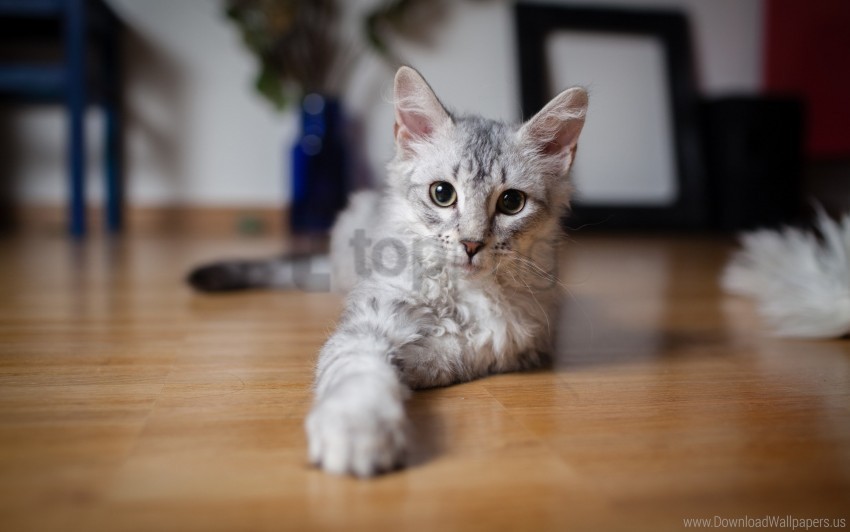 kitten playing say striped wallpaper PNG for presentations