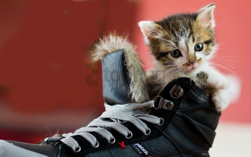 kitten shoes spotted wallpaper PNG images with clear alpha layer