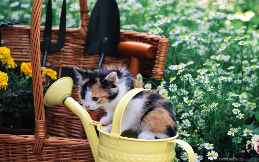 kitten sitting spotted toddler watering can wallpaper PNG transparent images mega collection