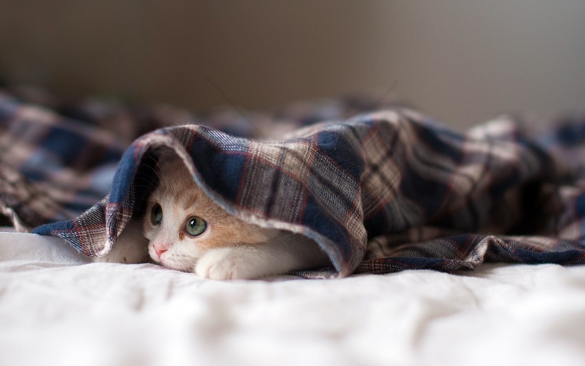 Kitten Sleepy Wallpaper PNG Transparent Photos Mega Collection