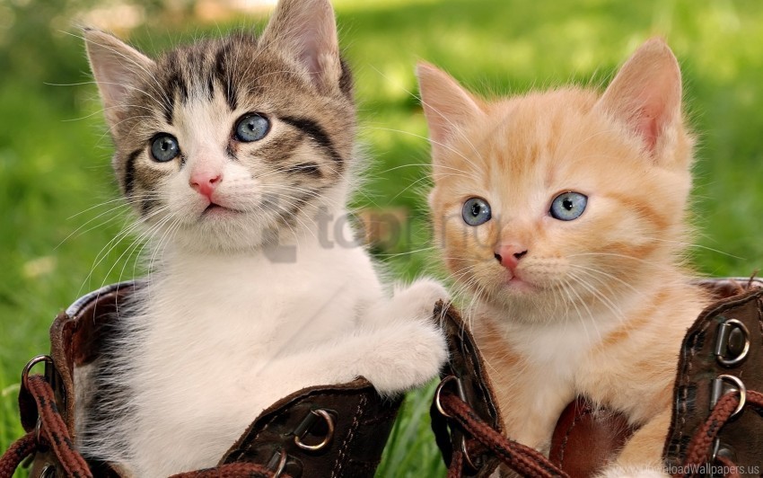 kittens pair playful shoes sit wallpaper PNG photos with clear backgrounds