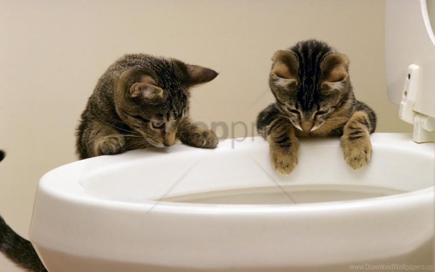 kittens play toilet wallpaper Transparent Background PNG Isolated Graphic