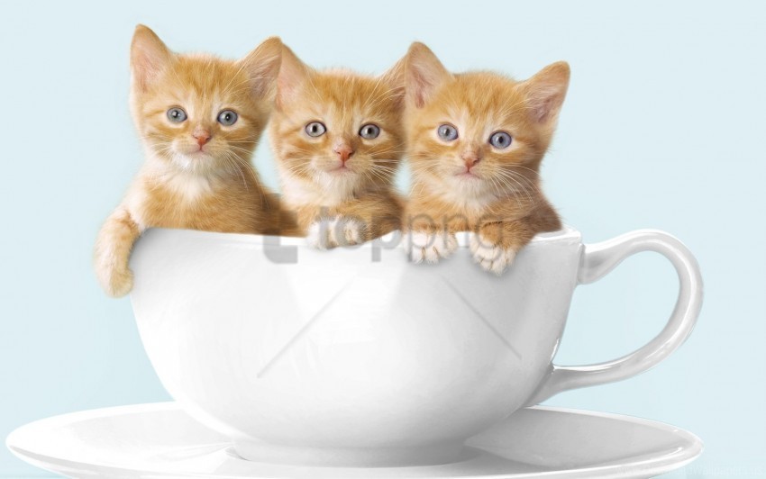 kittens sit three cup wallpaper ClearCut PNG Isolated Graphic