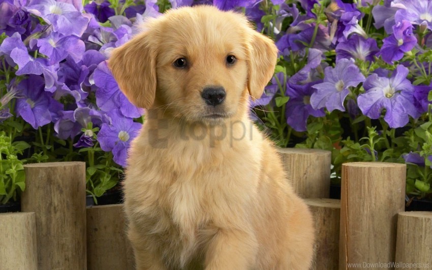 labrador puppy yellow wallpaper HighResolution Isolated PNG Image