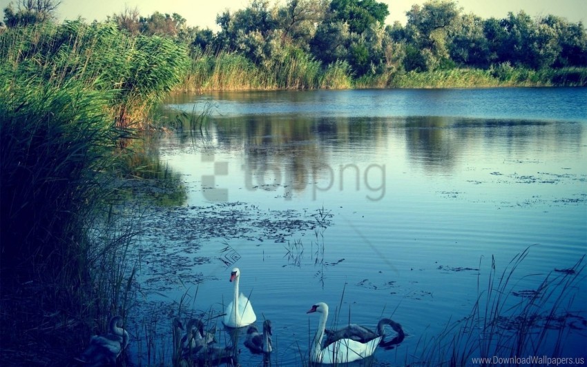 lake nature swans wallpaper Isolated Item on HighQuality PNG