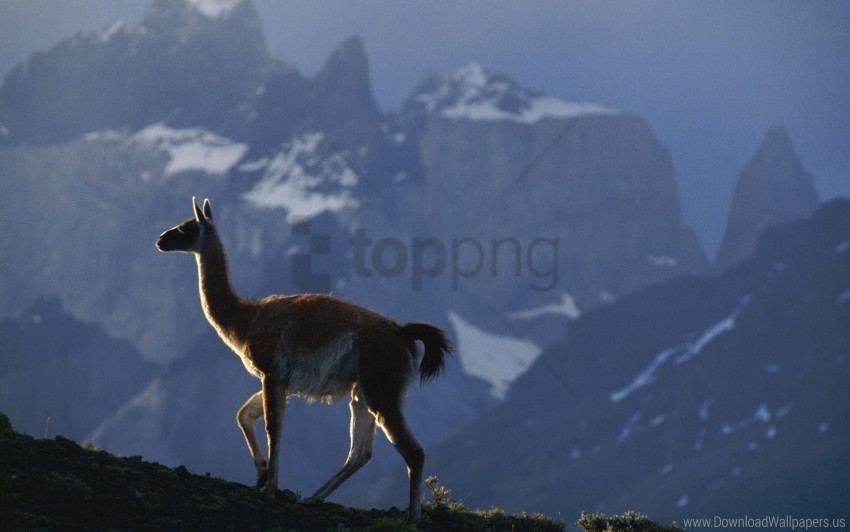 lama mist mountains walk wallpaper Isolated Character in Transparent PNG