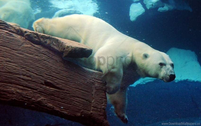large polar bear swimming underwater wallpaper PNG Image with Clear Background Isolation